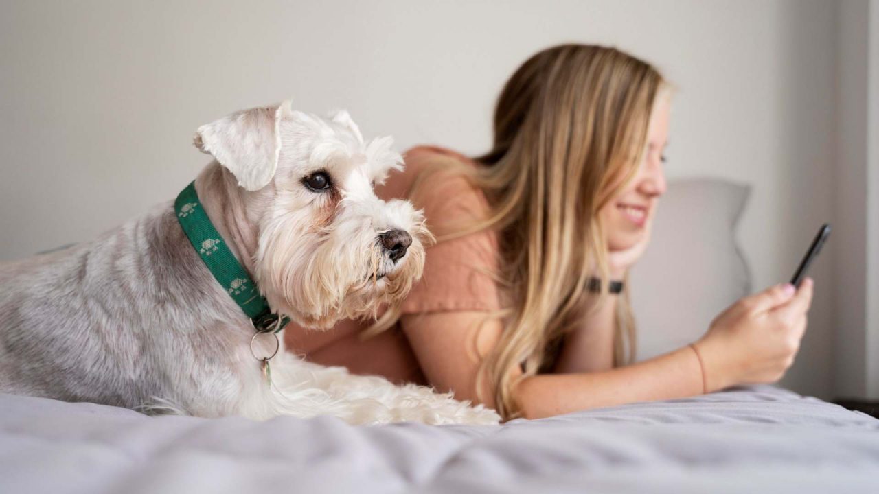 Pet-Welcome 1920x1080